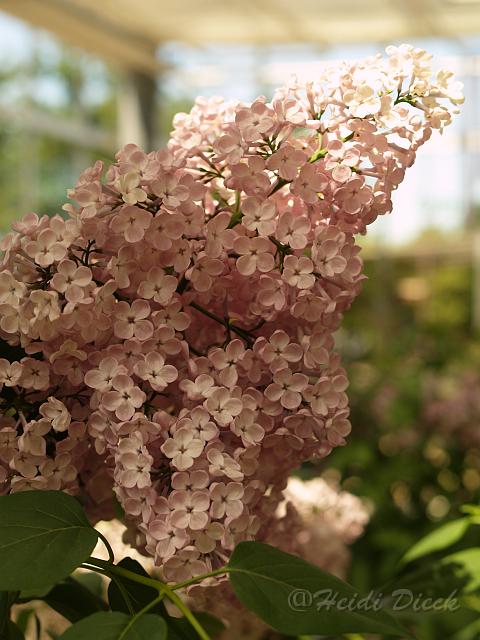 Syringa hyacinthiflora Rosenrot.jpg